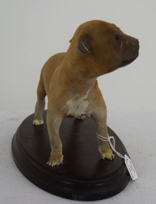 Taxidermy Puppy French Mastiff - Image 2