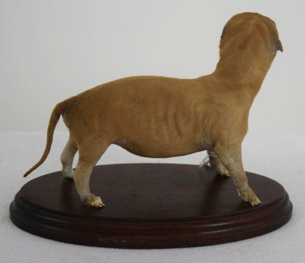 Taxidermy Puppy French Mastiff - Image 3