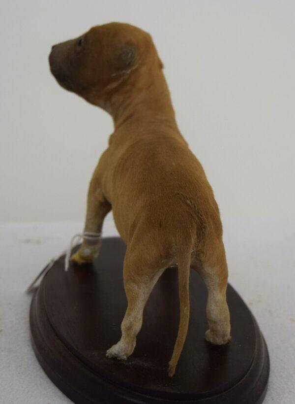 Taxidermy Puppy French Mastiff - Image 4
