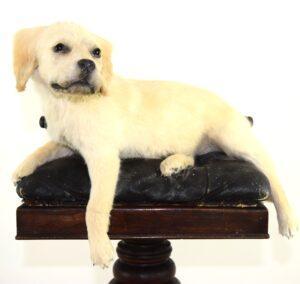 Taxidermy Puppy Golden Retriever