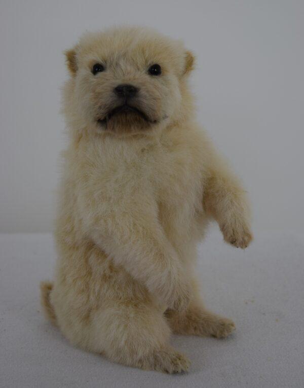 Taxidermy Puppy Golden Retriever