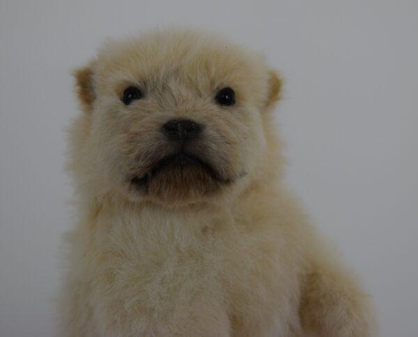 Taxidermy Puppy Golden Retriever - Image 2