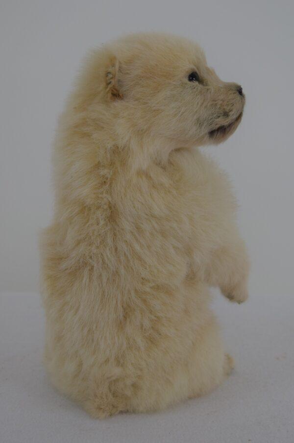 Taxidermy Puppy Golden Retriever - Image 3