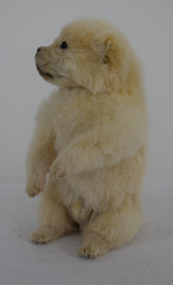Taxidermy Puppy Golden Retriever - Image 4