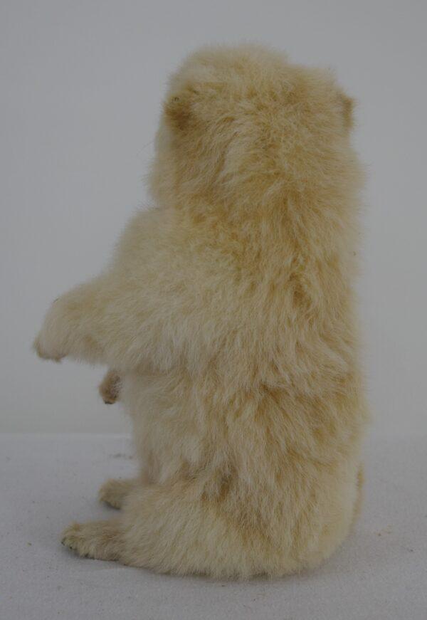 Taxidermy Puppy Golden Retriever - Image 5