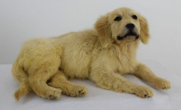 Taxidermy Puppy Golden Retriever