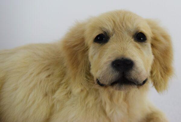 Taxidermy Puppy Golden Retriever - Image 2