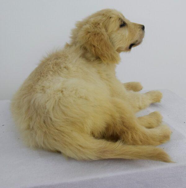Taxidermy Puppy Golden Retriever - Image 3