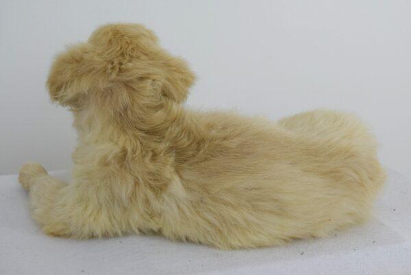 Taxidermy Puppy Golden Retriever - Image 4