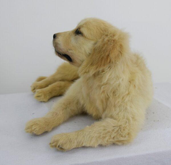 Taxidermy Puppy Golden Retriever - Image 5