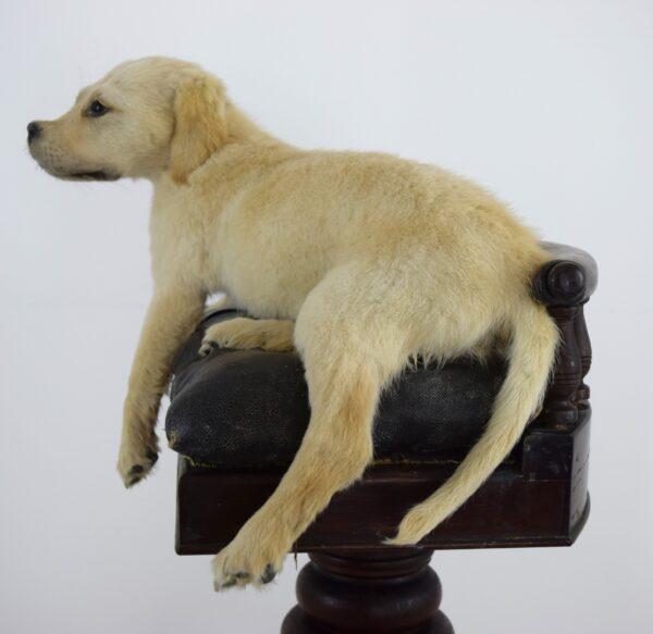 Taxidermy Puppy Golden Retriever - Image 2
