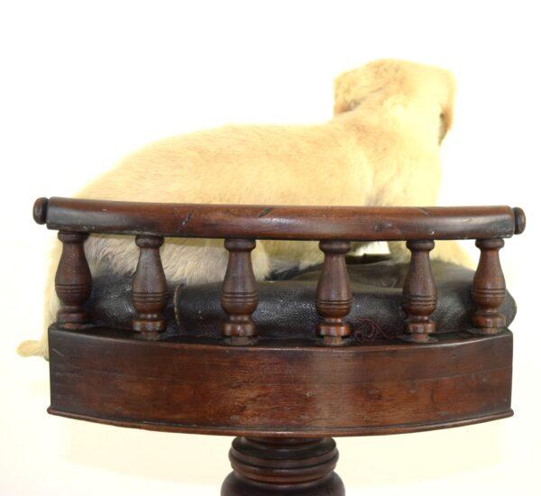 Taxidermy Puppy Golden Retriever - Image 3
