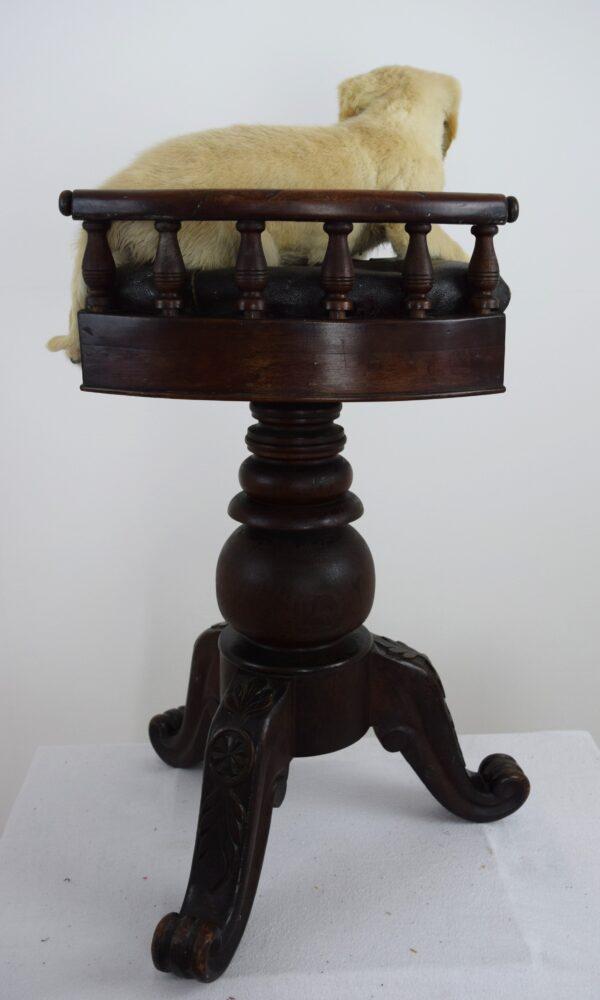 Taxidermy Puppy Golden Retriever - Image 4