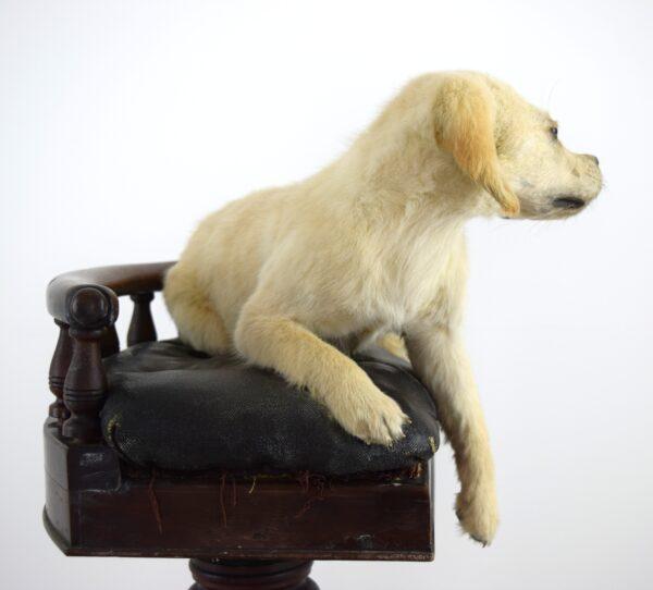 Taxidermy Puppy Golden Retriever - Image 5