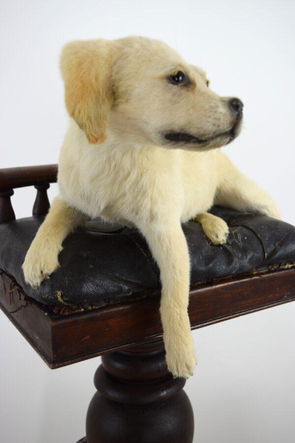 Taxidermy Puppy Golden Retriever - Image 6