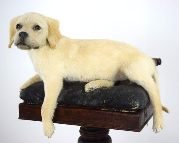 Taxidermy Puppy Golden Retriever - Image 7