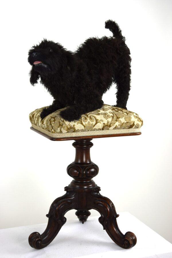 Taxidermy Puppy Labradoodle