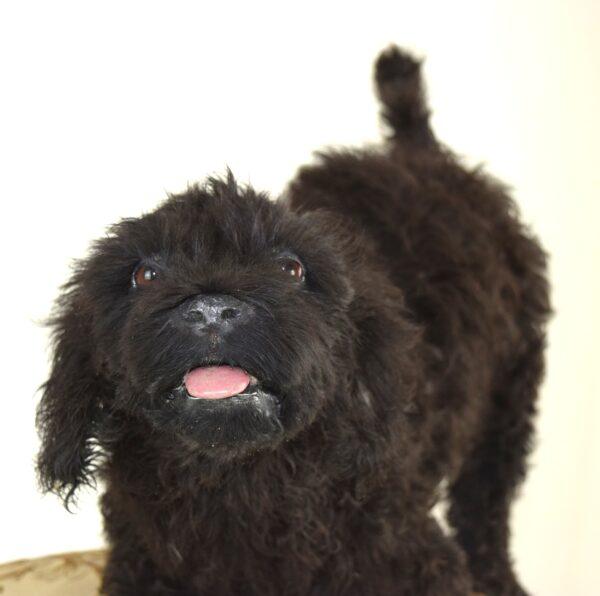 Taxidermy Puppy Labradoodle - Image 2