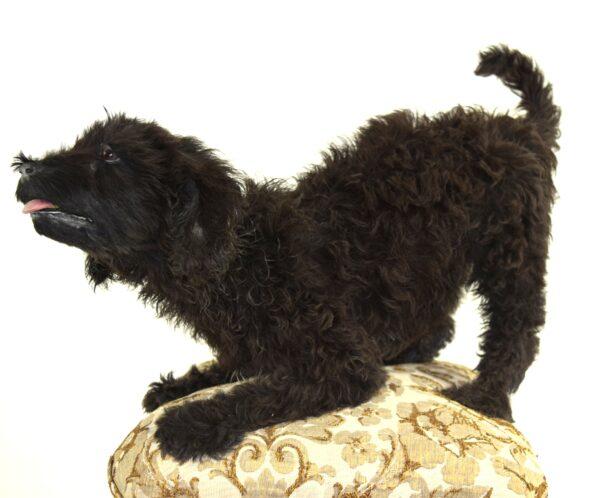 Taxidermy Puppy Labradoodle - Image 3