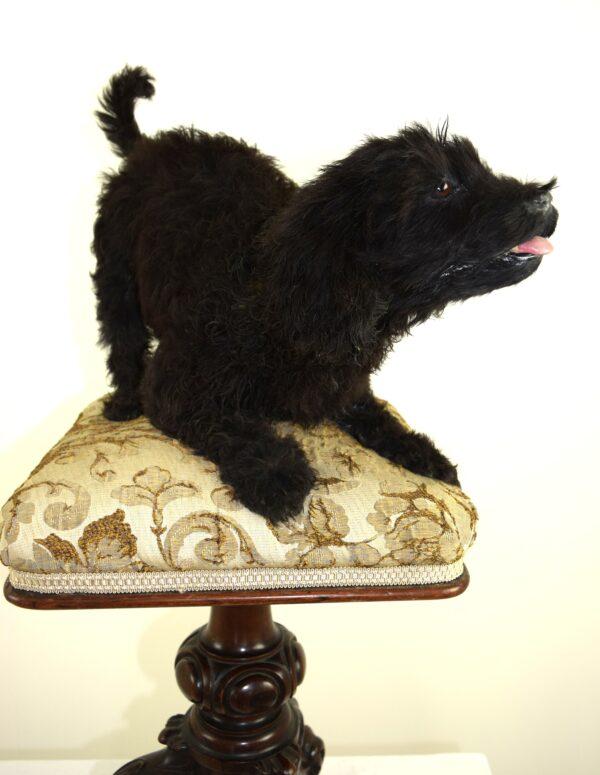 Taxidermy Puppy Labradoodle - Image 4