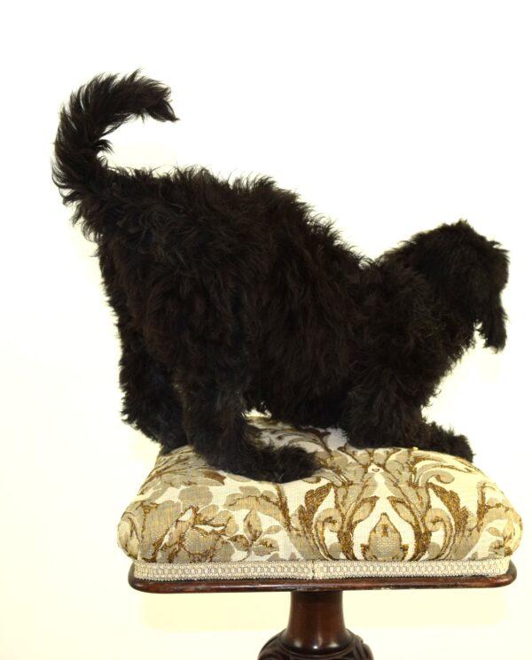 Taxidermy Puppy Labradoodle - Image 5