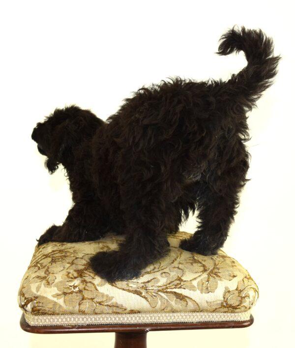 Taxidermy Puppy Labradoodle - Image 6