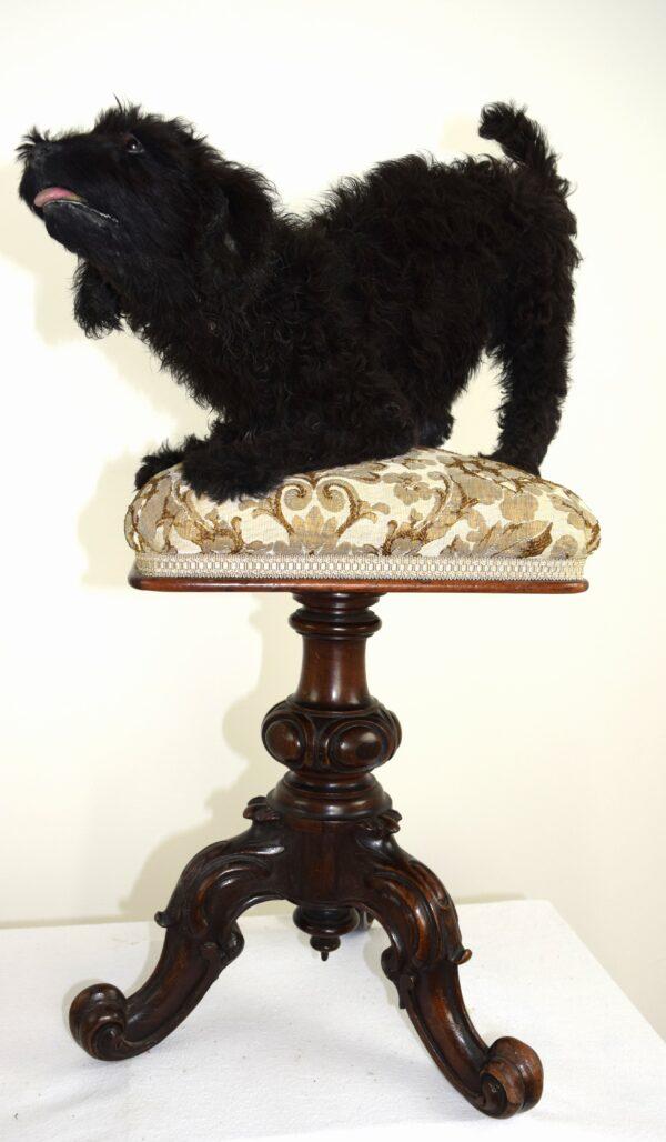 Taxidermy Puppy Labradoodle - Image 7