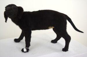Taxidermy Puppy Black Labrador