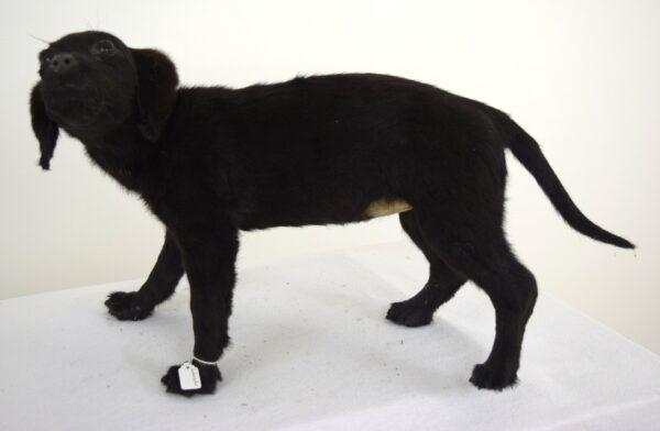 Taxidermy Puppy Black Labrador