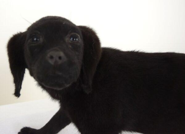 Taxidermy Puppy Black Labrador - Image 2