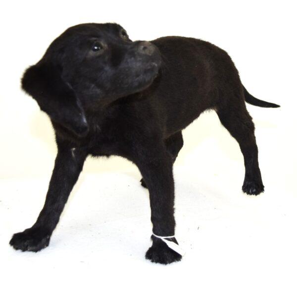 Taxidermy Puppy Black Labrador - Image 3