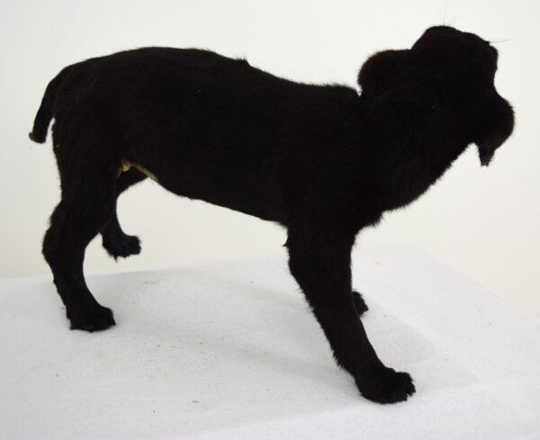 Taxidermy Puppy Black Labrador - Image 4