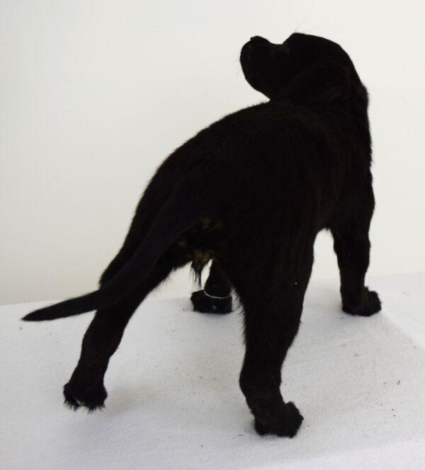 Taxidermy Puppy Black Labrador - Image 5
