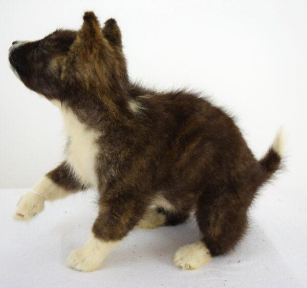 Taxidermy Puppy Malamut - Image 2