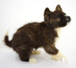 Taxidermy Puppy Malamut