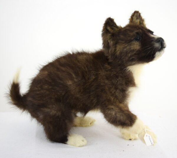Taxidermy Puppy Malamut