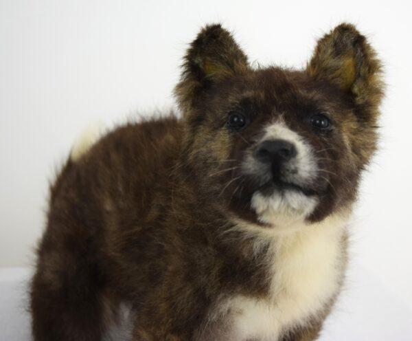 Taxidermy Puppy Malamut - Image 3
