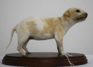 Taxidermy Puppy Bracco Italiano