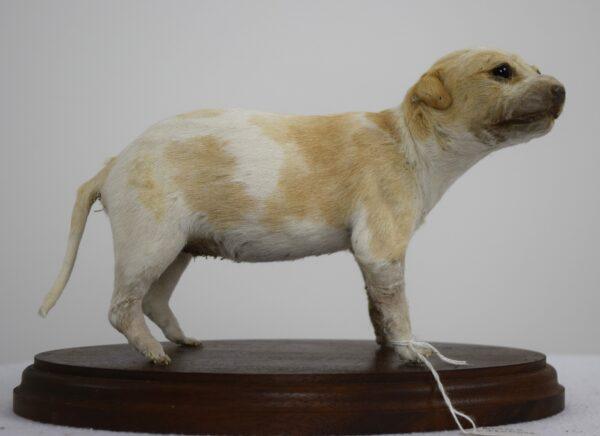 Taxidermy Puppy Bracco Italiano