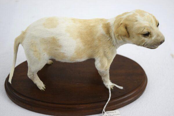 Taxidermy Puppy Bracco Italiano - Image 2