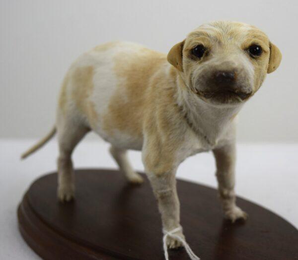 Taxidermy Puppy Bracco Italiano - Image 3