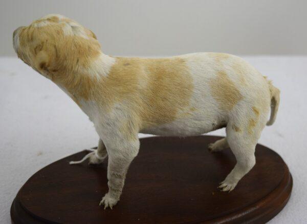 Taxidermy Puppy Bracco Italiano - Image 4