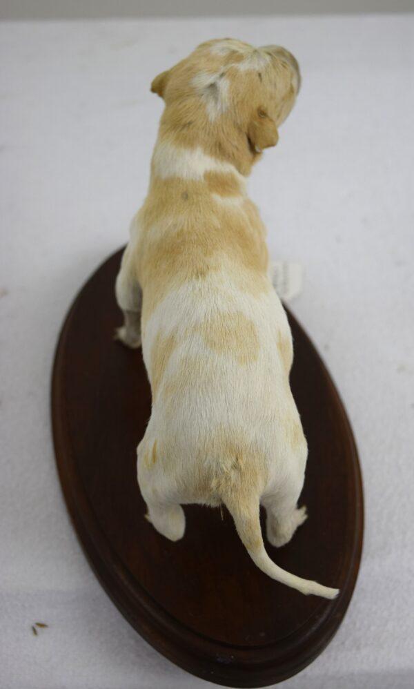Taxidermy Puppy Bracco Italiano - Image 5