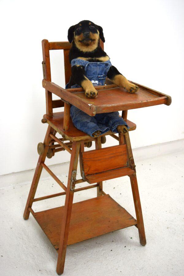 Taxidermy Puppy Rottweiler