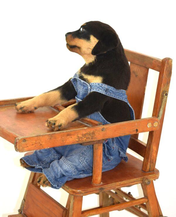 Taxidermy Puppy Rottweiler - Image 10