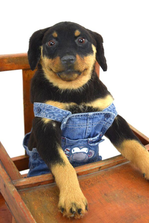 Taxidermy Puppy Rottweiler - Image 2