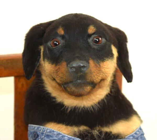 Taxidermy Puppy Rottweiler - Image 3