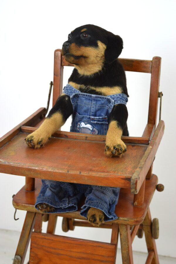 Taxidermy Puppy Rottweiler - Image 4