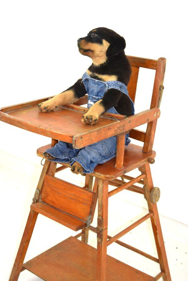 Taxidermy Puppy Rottweiler - Image 5