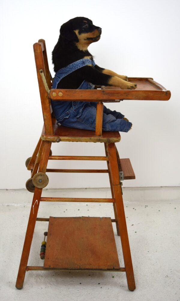 Taxidermy Puppy Rottweiler - Image 6
